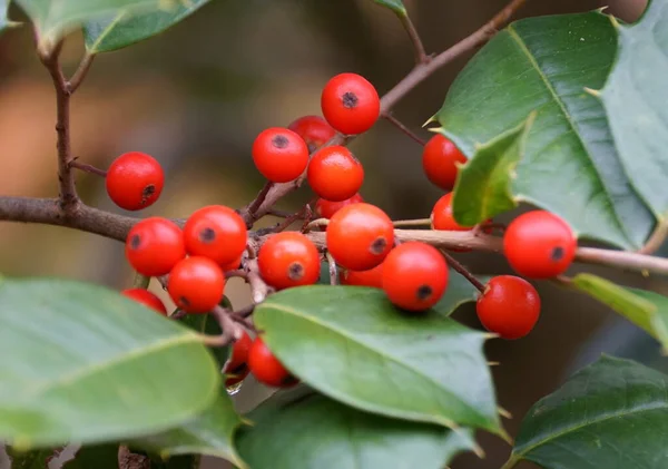 Une Grappe Houx Airelle Rouge Red Sprite Sur Arbre — Photo