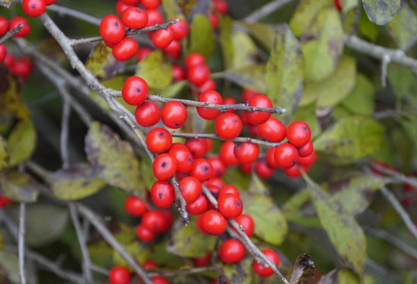 Ein Bund Red Winterberry Holly Red Sprite Auf Dem Baum — Stockfoto