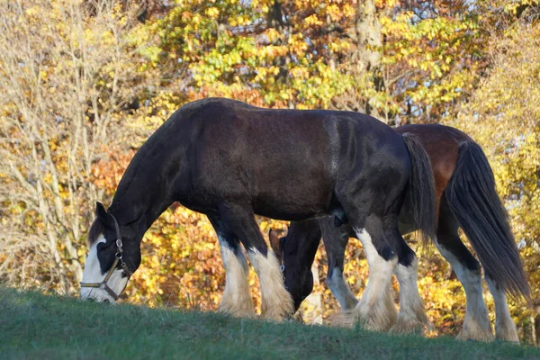 Caballos Marrones Con Fondo Follaje Otoñal Cerca Carousel Park Pike — Foto de Stock