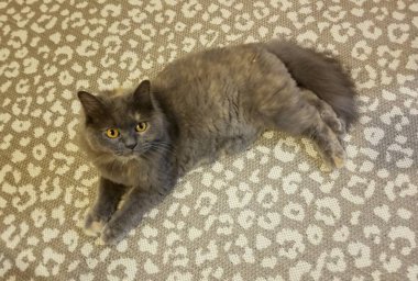 Parlak sarı gözlü gri bir İran kedisi.