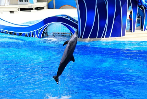 Orlando Florida Usa September 2019 Delfin Hoppe Pool - Stock-foto