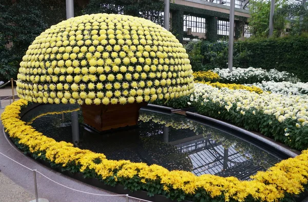 Тысячи Желтых Цветков Хризантемы Форме Навеса — стоковое фото