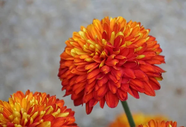 Pomarańczowy Dekoracyjny Mama Piranga Kwiat Pełnym Rozkwicie — Zdjęcie stockowe