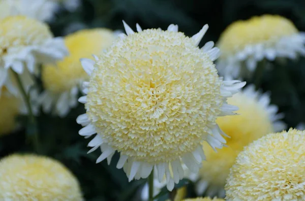 White Yellow Color Anemone Mum Powder Puff Flowers — Stock Photo, Image