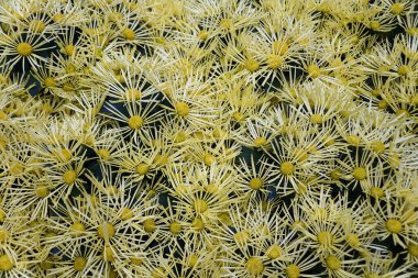 Anemone 'nin soluk rengi Anne' Sarı Vezüv 'çiçekleri