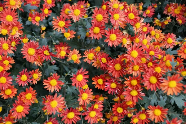 Cores Vermelhas Cascata Anémona Mãe Himegokoromo Flor — Fotografia de Stock