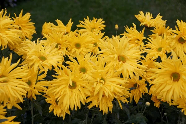 Bright yellow color of Single mum 'Peggy Stevens' flowers