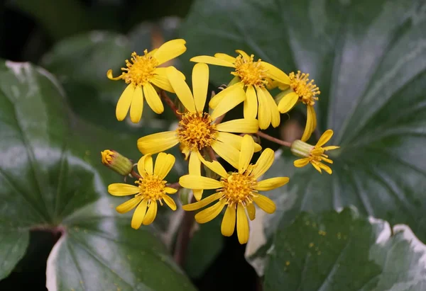 Φυτό Λεοπάρδαλης Argenteum Έντονα Κίτρινα Άνθη — Φωτογραφία Αρχείου