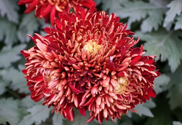 Una Flor Doble Color Rojo Oscuro Reflejo Mamá Granate Rey — Foto de Stock