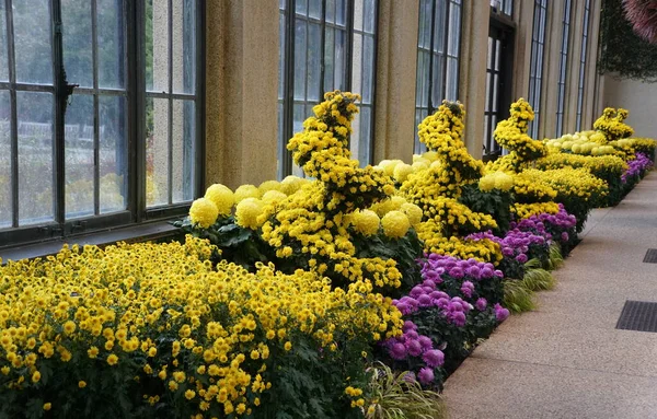 Row Spiral Pine Tree Shape Arrangement Yellow Cascade Mum Flowers — Stock Photo, Image