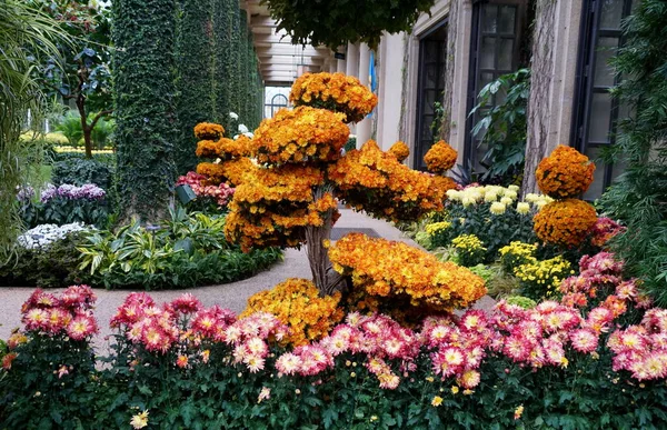 Tree Shape Arrangement Orange Cascade Mum Momijigari Flowers — Stock Photo, Image
