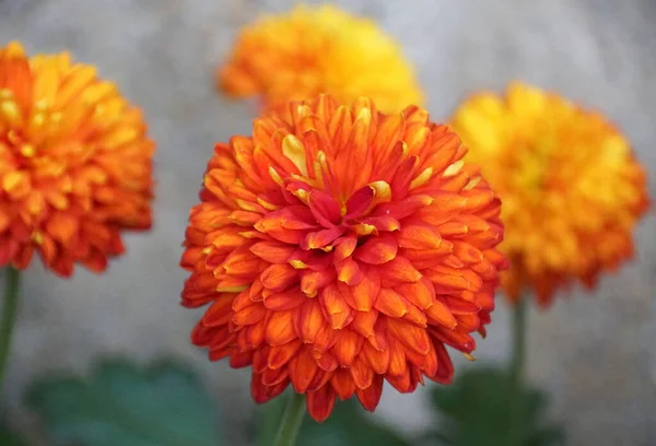 Die Orangefarbene Ziermama Piranga Blüht Voller Blüte — Stockfoto