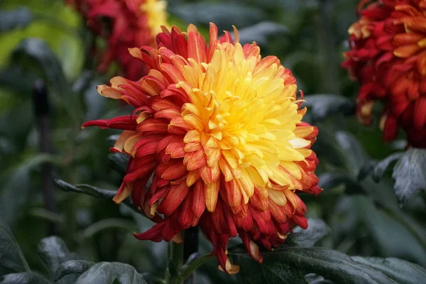 A red and yellow Reflex mum \'King George\' flower at full bloom