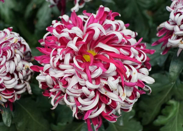 Weiße Und Violette Blüte Der Chrysantheme Lili Gallon — Stockfoto