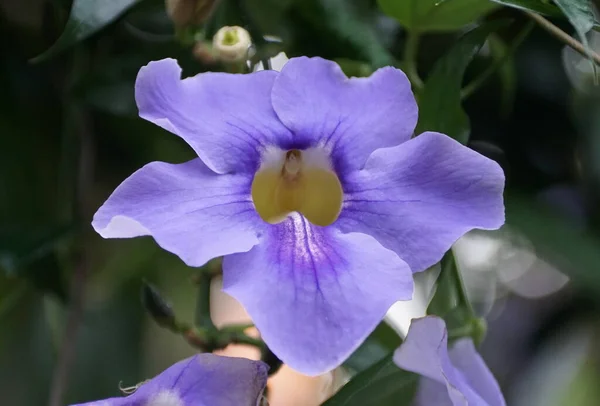 Blå Bengaliska Clockvine Blomma Klättring Tropisk — Stockfoto