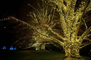 Dalları sarı ışıklarla süslenmiş güzel bir ağaç.