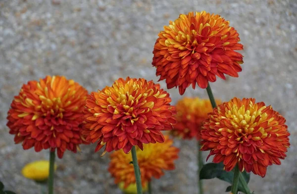 Piękne Pomarańczowe Dekoracyjne Mama Piranga Kwiaty Pełnym Rozkwicie — Zdjęcie stockowe