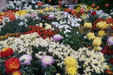 Farklı boyutlarda ve renklerde kasımpatı çiçekleri.