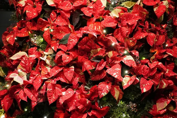 Uma Árvore Natal Decorada Com Plantas Poinsettia Vermelhas Ornamentos Prata — Fotografia de Stock