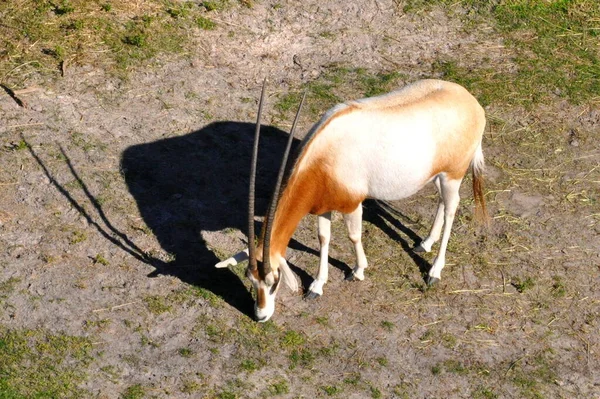 Oryx Marrón Con Cuernos Largos Comiendo Hierba Suelo — Foto de Stock