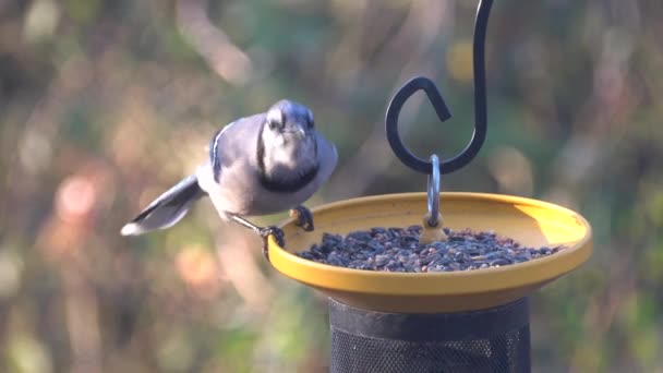 Una Hermosa Mermelada Azul Comiendo Semillas Girasol Los Comederos Aves — Vídeos de Stock