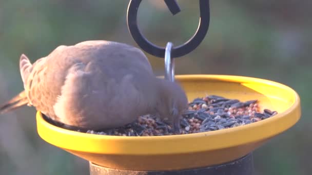 Americká Truchlící Holubice Jedí Semena Krmiči Ptáků — Stock video