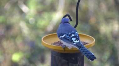 Kuş yemliğinde tohum yiyen mavi bir karga.