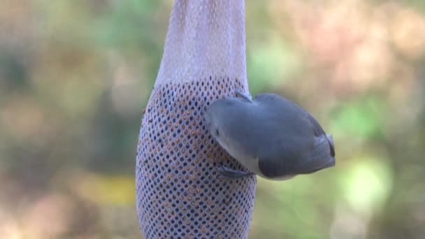 Een Tufted Titmouse Etende Zaden Opknoping Pod Vogel Feeder — Stockvideo