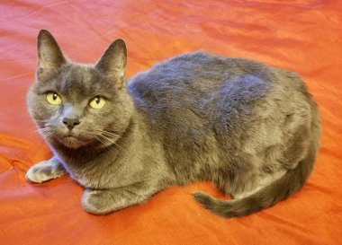 Kırmızı arka planda sevimli bir Rus Mavi kedisi.