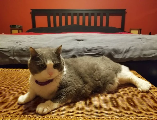 ベッドの横にグレーと白のタビー猫の不気味な表情 — ストック写真