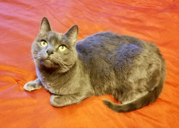 Een Russische Blauwe Kat Zittend Een Rood Bed Laken — Stockfoto