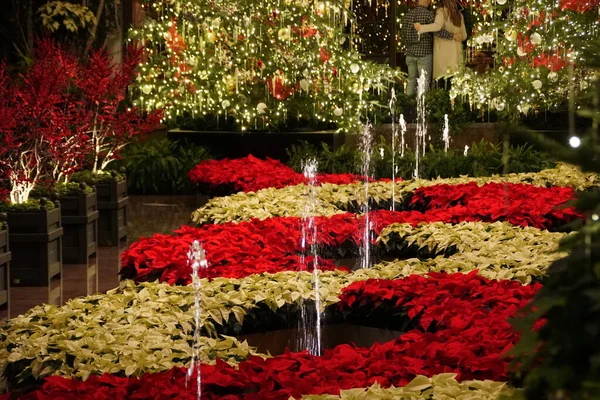 Hermoso Jardín Con Fuentes Agua Decoradas Con Plantas Poinsettia Rojas —  Fotos de Stock