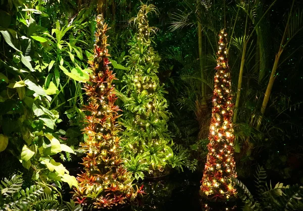 Bela Árvore Natal Feita Com Plantas Tropicais Dentro Jardim — Fotografia de Stock