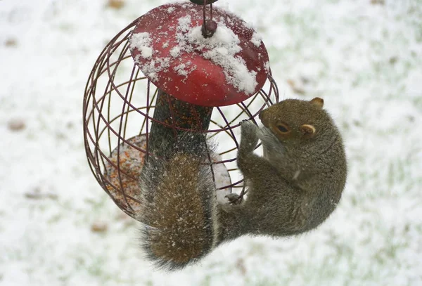 Ein Eichhörnchen Versucht Winter Samen Von Einem Metallvogelfutterhäuschen Stehlen — Stockfoto