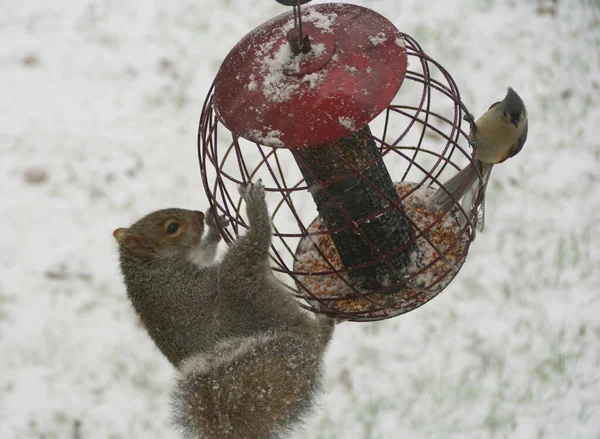 Esquilo Titmouse Tufado Compartilhando Sementes Alimentador Pássaros Metal Inverno — Fotografia de Stock