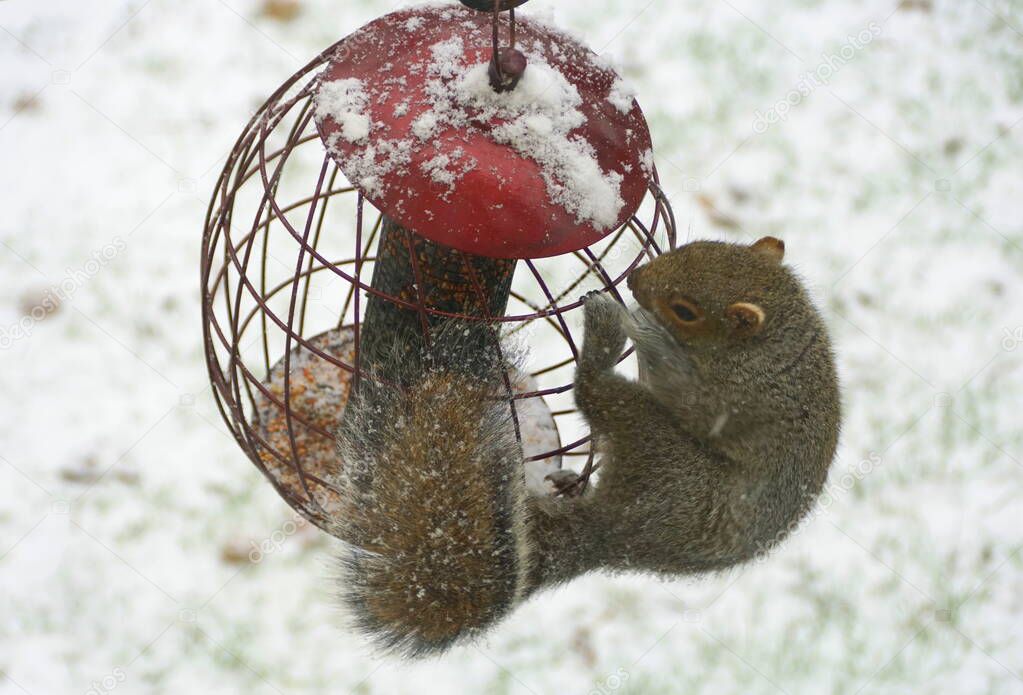 A squirrel trying to steal seeds from a metal bird feeder in the winter