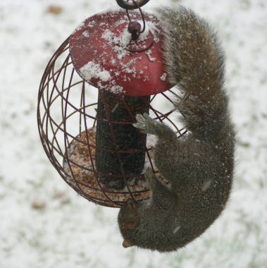 Kışın bir kuş yemliğinden tohum çalmaya çalışan bir sincap.