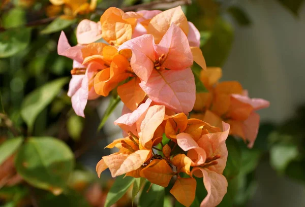 Rosa Preciosa Uma Cor Rosa Laranja Flores Buganvília — Fotografia de Stock