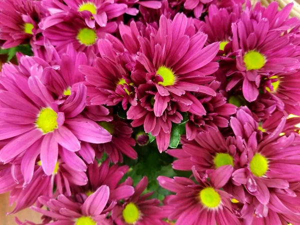Belles Fleurs Marguerite Pourpre Pleine Floraison — Photo