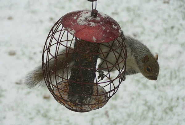 Ein Eichhörnchen Versucht Winter Samen Von Einem Vogelfutterhäuschen Stehlen — Stockfoto