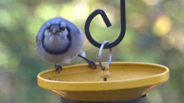 Uma Bela Gaio Azul Comendo Sementes Alimentador Pássaros — Vídeo de Stock