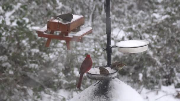 Variedade Aves Que Comem Sementes Aves Alimentadoras Durante Tempestade Inverno — Vídeo de Stock