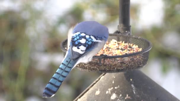 Niebieski Słoik Jedzący Nasiona Karmnika Dla Ptaków — Wideo stockowe