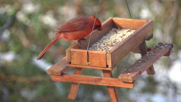 Cardinal Rouge Groupe Pinsons Mangeant Des Graines Une Mangeoire Oiseaux — Video