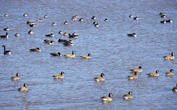 Grupo Gansos Canadenses Lago Greenlane Reservoir Pensilvânia Eua — Fotografia de Stock