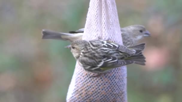 Primer Plano Pieles Pino Comiendo Semillas Alimentador Aves Vaina Colgante — Vídeo de stock