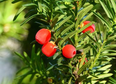 Porsuk ağacının parlak kırmızı meyvelerine yaklaş