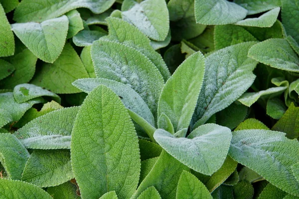 Lamb Ear Bitkisi Yumuşak Tüylü Yaprakları Olan Daimi Bir Bitki — Stok fotoğraf