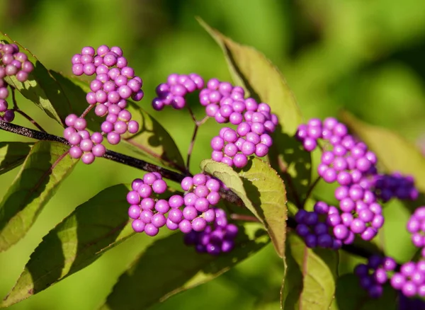 Close Beautyberry Plant Purple Fruits — Stock Photo, Image