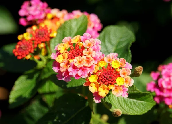 Lantana Camara çiçeklerinin renkleri sarı, pembe ve turuncu
